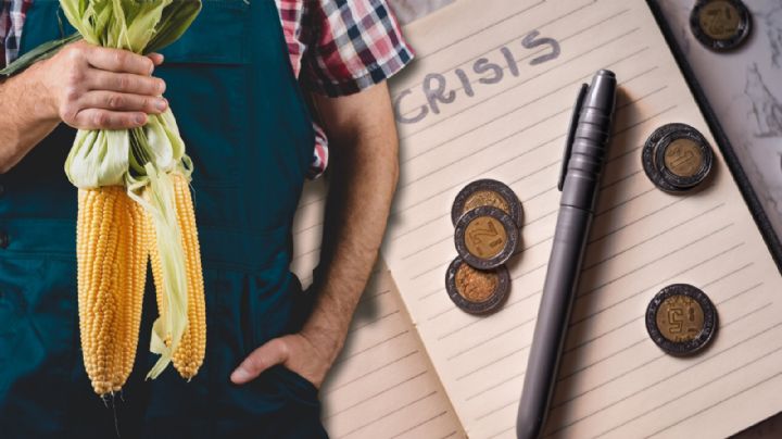 Productores mexicanos enfrentan crisis por precio del maíz blanco: experto explica causas
