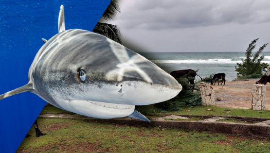 ¿Real o falso? La verdad sobre si huracán Melissa arrastró tiburones a piscina de hotel en Jamaica