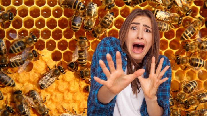 Lanzan advertencia por escape de abejas en el municipio de Santiago