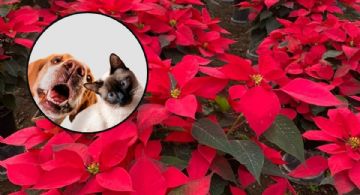 ¿La flor de nochebuena es tóxica para nuestras mascotas? UNAM responde