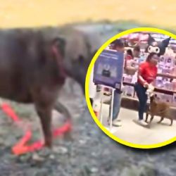 Del pasillo de una tienda a un hogar: el perrito de Miniso que conmovió a Mérida