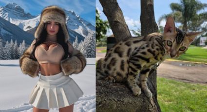 Karely Ruiz ofrece recompensa por su gato perdido: "Me estafaron, ayúdenme a difundirlo"