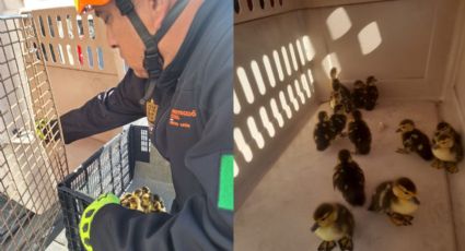 Rescatan 14 patitos en el Centro de Monterrey tras caer en la vía pública