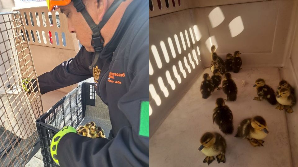 Elementos de Protección Civil de Nuevo León resguardaron a los 14 patitos y los trasladaron a Parques y Vida Silvestre para su cuidado.