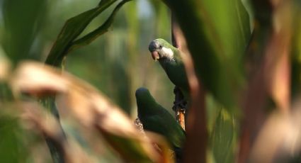 Profepa alerta del peligro de liberar especies animales en hábitats no endémicos