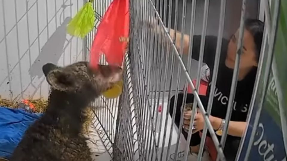 La osa Mina muestra una evolución favorable en su salud gracias a terapias lumínicas y estímulos físicos aplicados por Fundación Invictus.