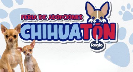 ¡En busca de un hogar! Monterrey realizará el "Chihuatón Regio" para adoptar perritos