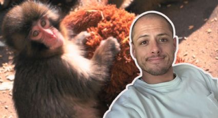¿Chicharito Hernández lloró por ‘Punch Monkey’? Esta fue su publicación en redes
