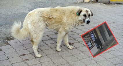 Perro evita intento de secuestro en España; permite la detención de cuatro sospechosos