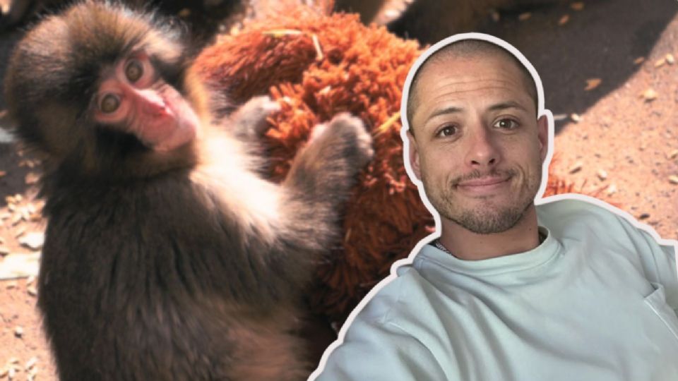 Este episodio refuerza la faceta de Chicharito como un promotor de la salud mental y la inteligencia emocional.