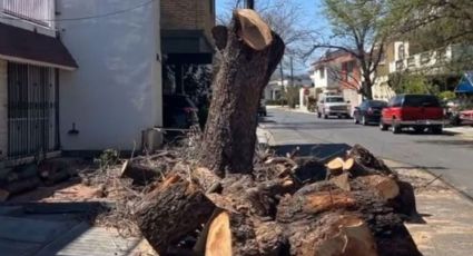 VIDEO | Tala de nogal en Monterrey genera indignación en Contry Tesoro