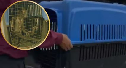 Rescatan mono araña que estaba en cautiverio en una casa de Villas del Parque en Escobedo