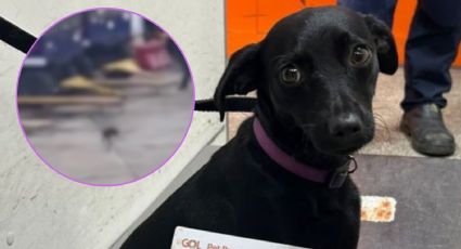 VIDEO | De la jaula a la pista: Perrita paraliza aeropuerto tras una persecución de película