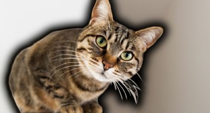 Ni suerte ni reflejos: La anatomía detrás de los gatos cayendo de pie al fin se revela