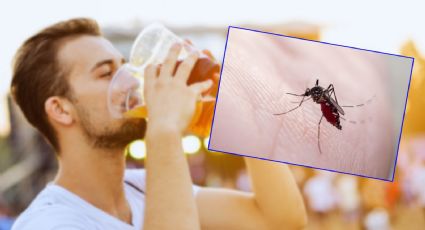 ¿La cerveza te vuelve un imán de piquetes? Lo que la ciencia dice sobre los mosquitos