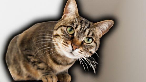 Ni suerte ni reflejos: La anatomía detrás de los gatos cayendo de pie al fin se revela