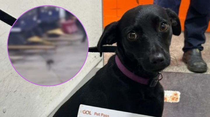 VIDEO | De la jaula a la pista: Perrita paraliza aeropuerto tras una persecución de película