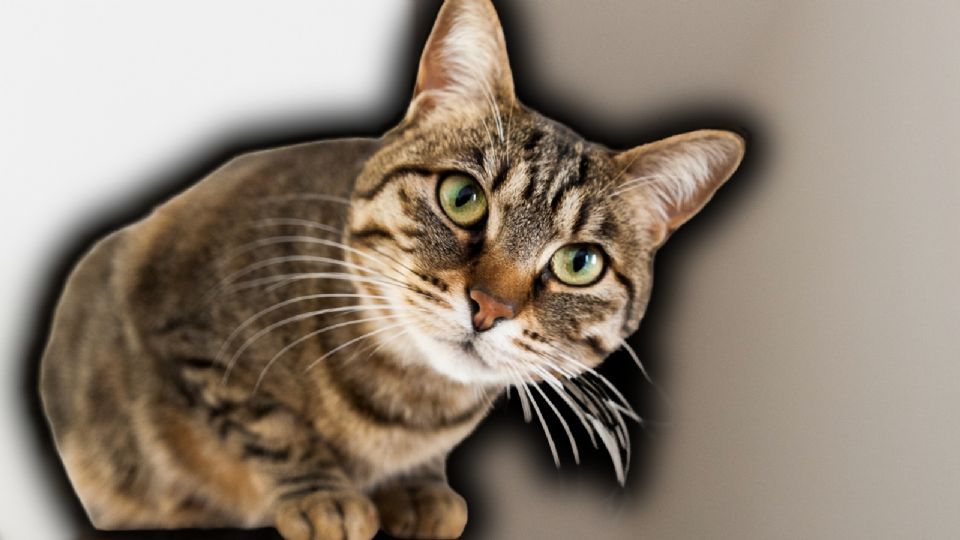 La ciencia de 2026 descifra finalmente la incógnita de los gatos cayendo de pie.