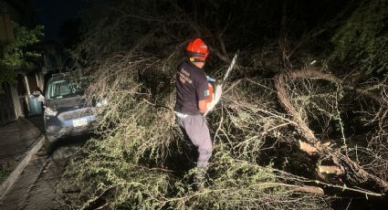 Fuertes vientos derriban árboles y cables en Guadalupe; atienden más de 60 llamadas de auxilio