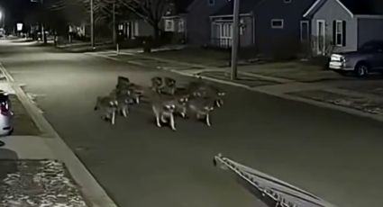 VIDEO | El inquietante Video de IA de una mujer con lobos
