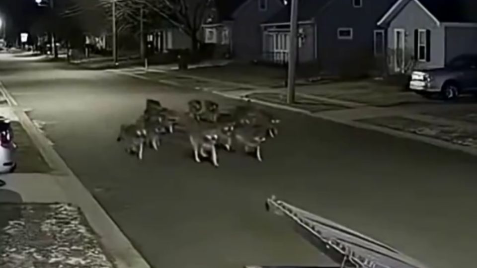 Captura del momento en que los lobos digitales rodean a la 'protagonista' en el entorno generado artificialmente.