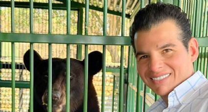 Tadeo, el oso negro rescatado en Galeana, muestra franca mejoría; volverá a la sierra