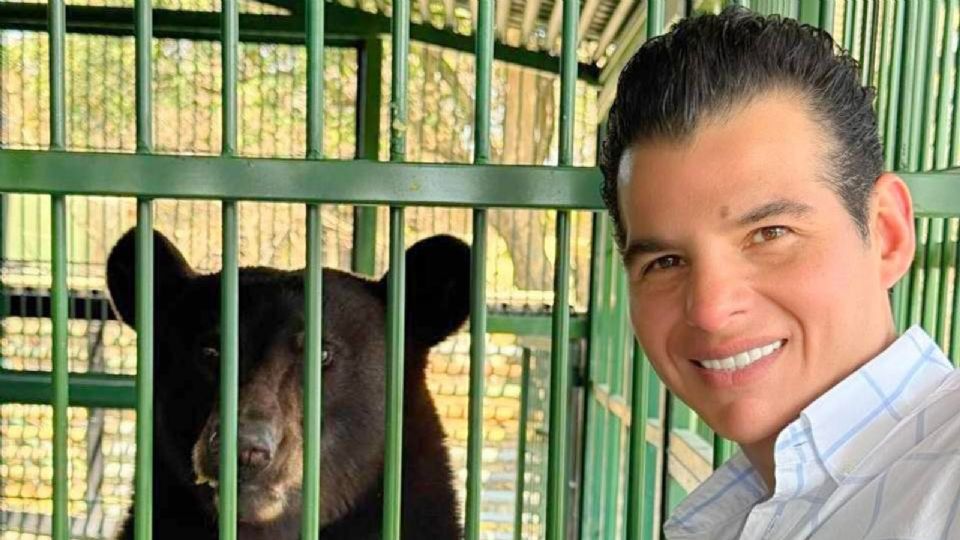 El ejemplar permanece bajo cuidado especializado y regresará a la sierra cuando los expertos lo autoricen.