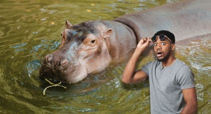 VIDEO: Captan a cuidador frenando a hipopótamo con bofetadas en la India