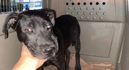 Localizan y resguardan a perrito tras denuncia de maltrato animal en Marín