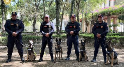 Se incorporan nuevos ejemplares caninos a PBI especializados en eventos masivos