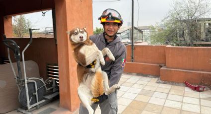 Rescatan a perro atrapado en azotea del Centro de Monterrey