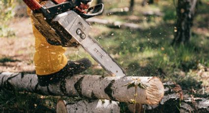¿Cuáles son las sanciones por talar un árbol en Nuevo León?