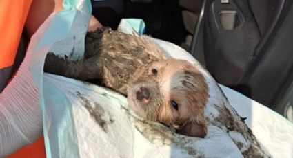 Rescatan a cachorro atrapado en tubería de drenaje en Juárez, Nuevo León