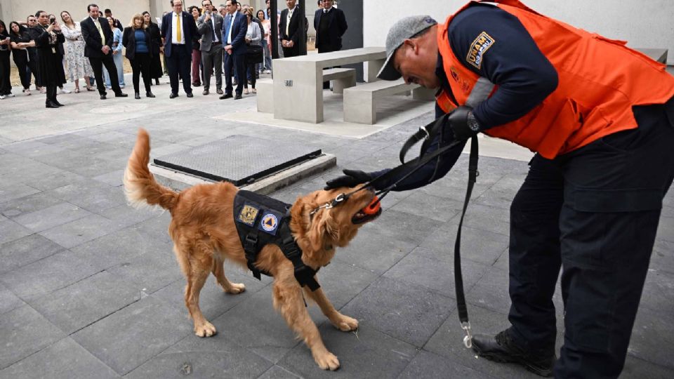 El uso de binomios constituye un aspecto importante en las labores preventivas y de seguridad en lugares con alta afluencia, como aeropuertos y escuelas.