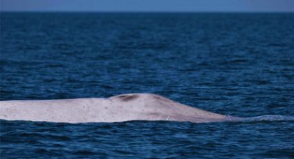 Descubren ballena azul albina en Baja California Sur, una joya de la naturaleza