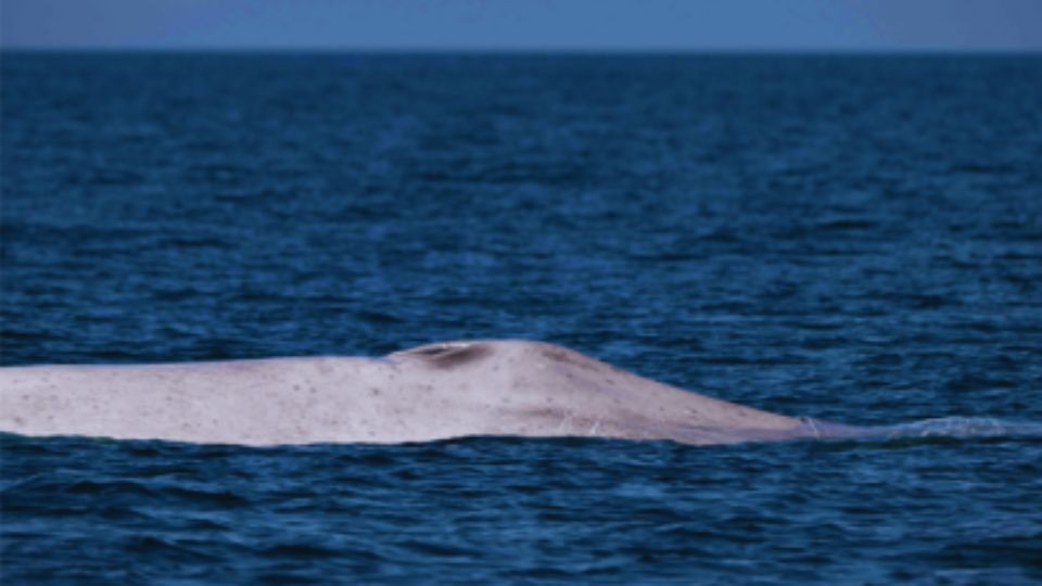 Las ballenas están navegando inusualmente cerca de la franja costera.