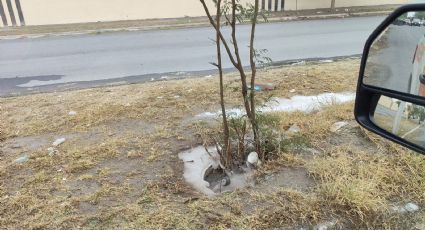 Enjambre de abejas ataca a familia y trabajadores en Guadalupe