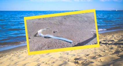 VIDEO | Dos ‘peces del fin del mundo’ aparecen varados en playa de México