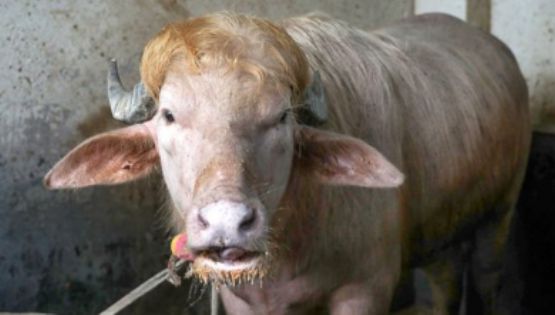 Búfalo albino 'Donald Trump' se salva del sacrificio tras intervención