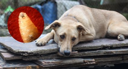 Piden reportar de inmediato a perros callejeros con heridas abiertas para evitar contagios de gusano barrenador