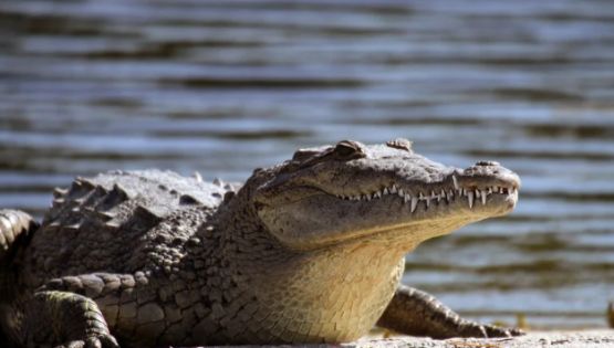 Cocodrilo desata alerta en carrera de la Marina Cozumel