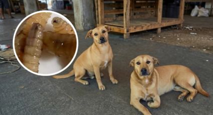 Confirman dos perros con gusano barrenador en García; ya son 26 municipios afectados en NL