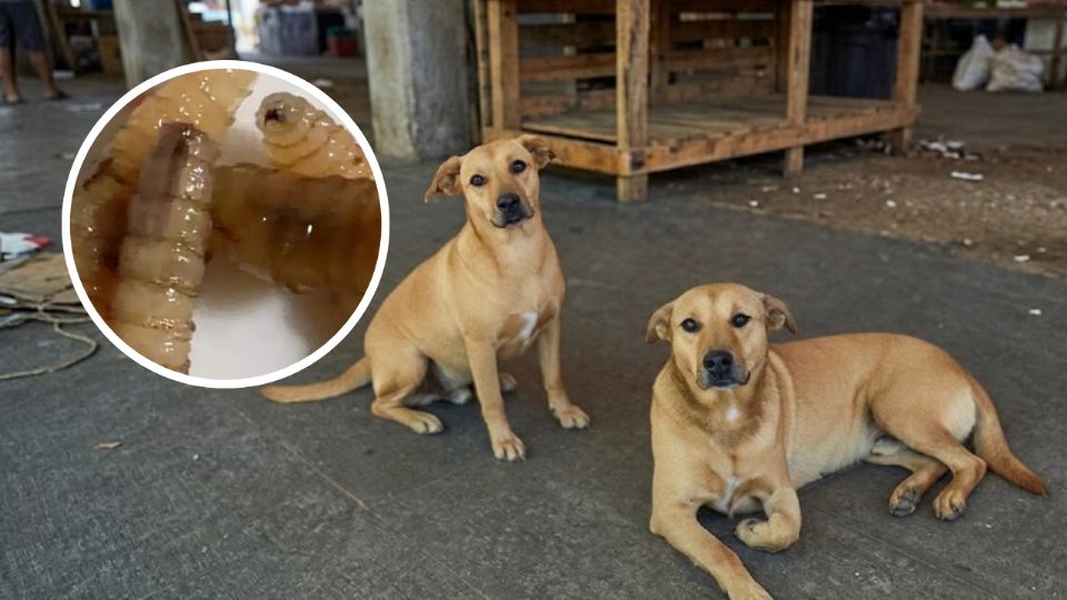 Nuevo León suma 296 casos de gusano barrenador; García se incorporó a la lista de municipios afectados tras detectar dos perros infectados por la plaga.