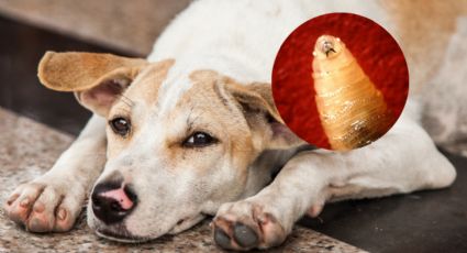 Confirman primeros casos de gusano barrenador en García; los infectados son perros