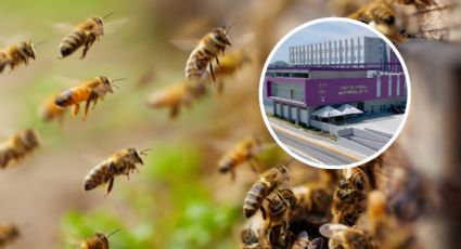 Nuevo ataque de abejas deja dos lesionados en General Terán