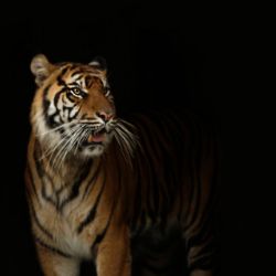 Tigre es captado paseando cerca de las vías en Rusia