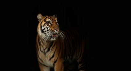 Tigre es captado paseando cerca de las vías en Rusia