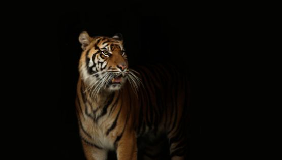 Tigre es captado paseando cerca de las vías en Rusia