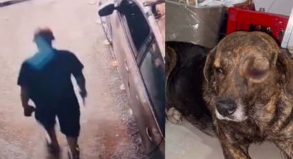 Identifican a presunto agresor de perrita que perdió un ojo en Santiago