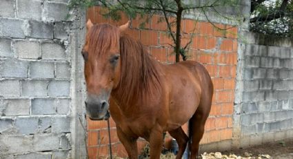 Vecinos piden rescate de caballo abandonado en el Cerro de la Campana